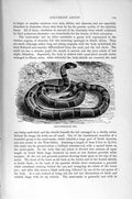 Original Old Antique Print Natural History 1896 Masked Adder Snake Coral-Snake
