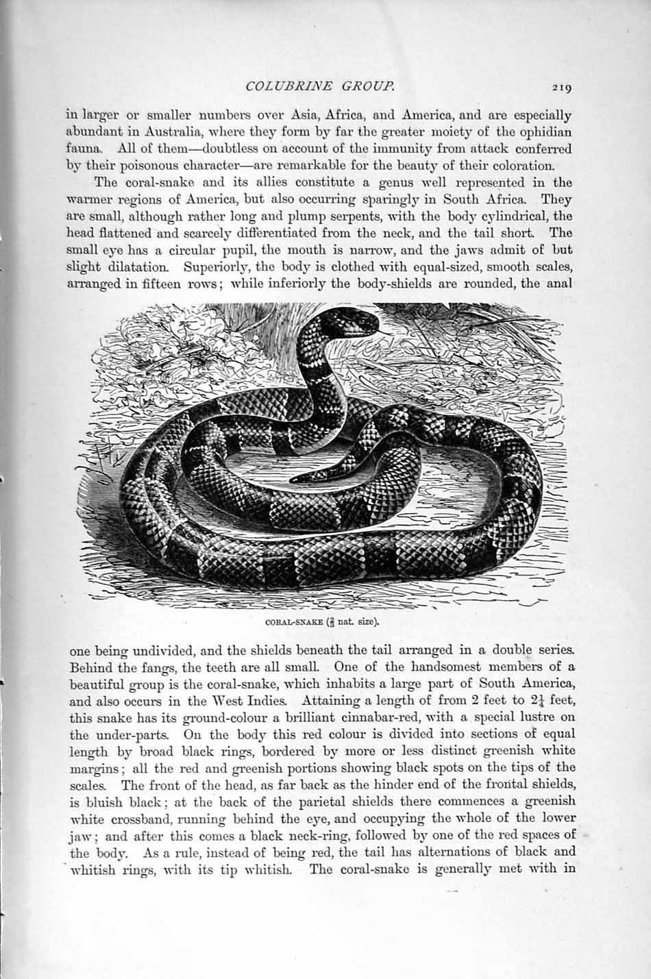 Original Old Antique Print Natural History 1896 Masked Adder Snake Coral-Snake