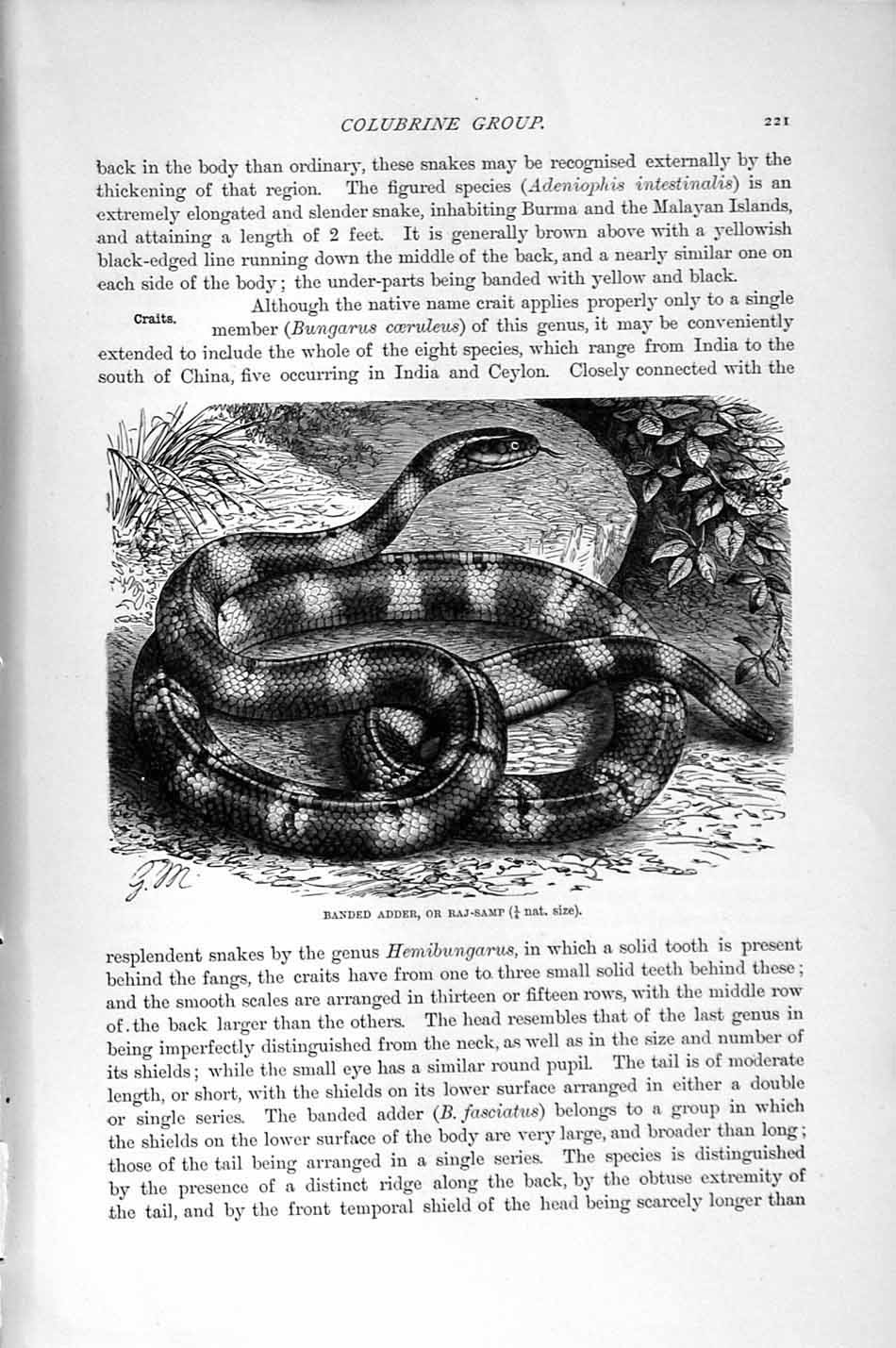 Original Old Antique Print Natural History 1896 Banded Adder Raj-Samp Snake