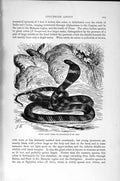 Original Old Antique Print Natural History 1896 Giant Cobra Hamadryad Snake