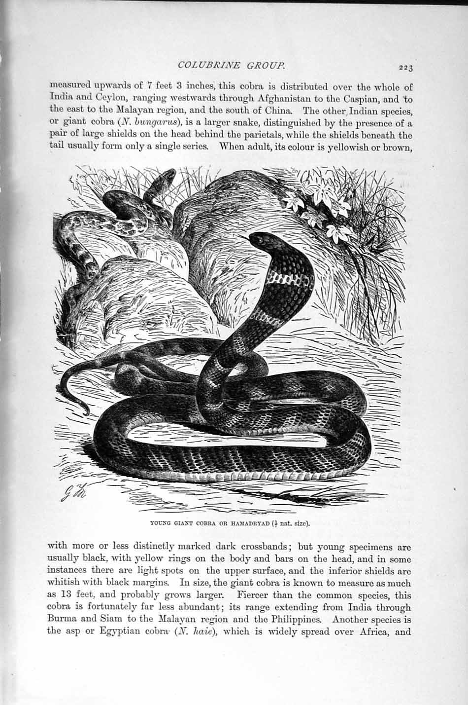 Original Old Antique Print Natural History 1896 Giant Cobra Hamadryad Snake