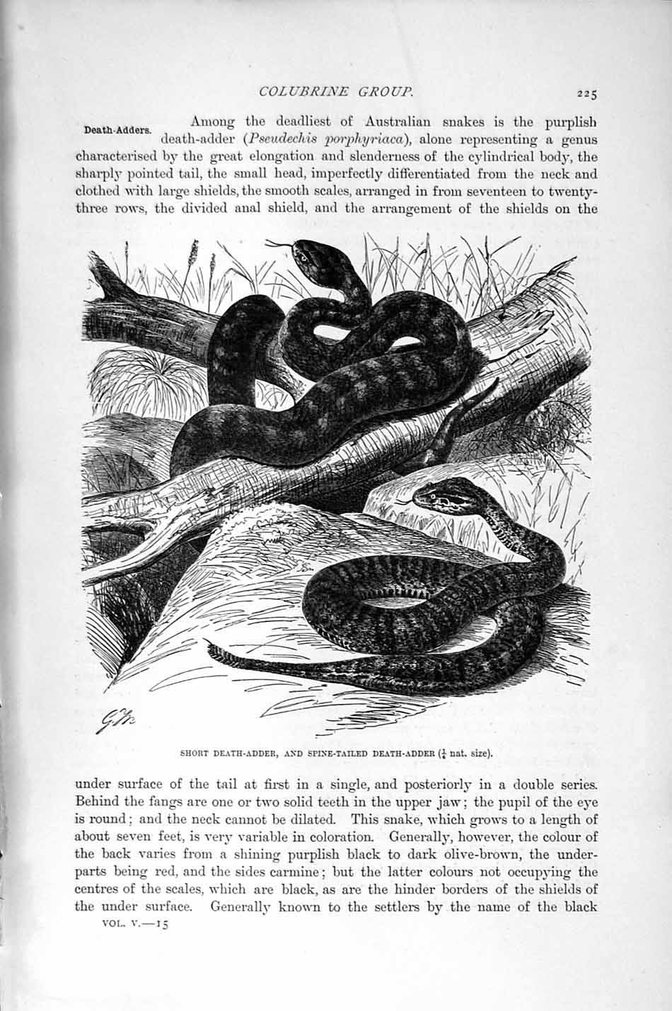 Original Old Antique Print Natural History 1896 Death Adder Spine-Tailed Snake