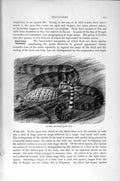 Original Old Antique Print Natural History 1896 Banded Sea Snake Black-Banded
