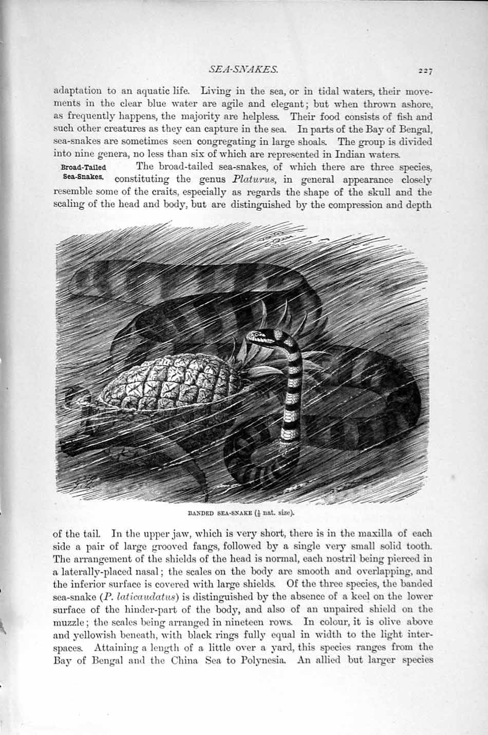 Original Old Antique Print Natural History 1896 Banded Sea Snake Black-Banded