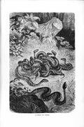 Original Old Antique Print Natural History 1896 Family Vipers Snakes Victorian