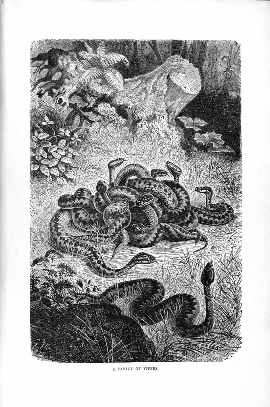 Original Old Antique Print Natural History 1896 Family Vipers Snakes Victorian