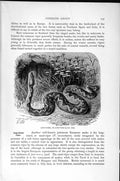 Old Antique Print Natural History 1896 Sand Viper Snake Russell Long-Nose 19th