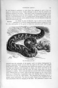 Original Old Antique Print Natural History 1896 Puff Adder Snake Horned Vipers