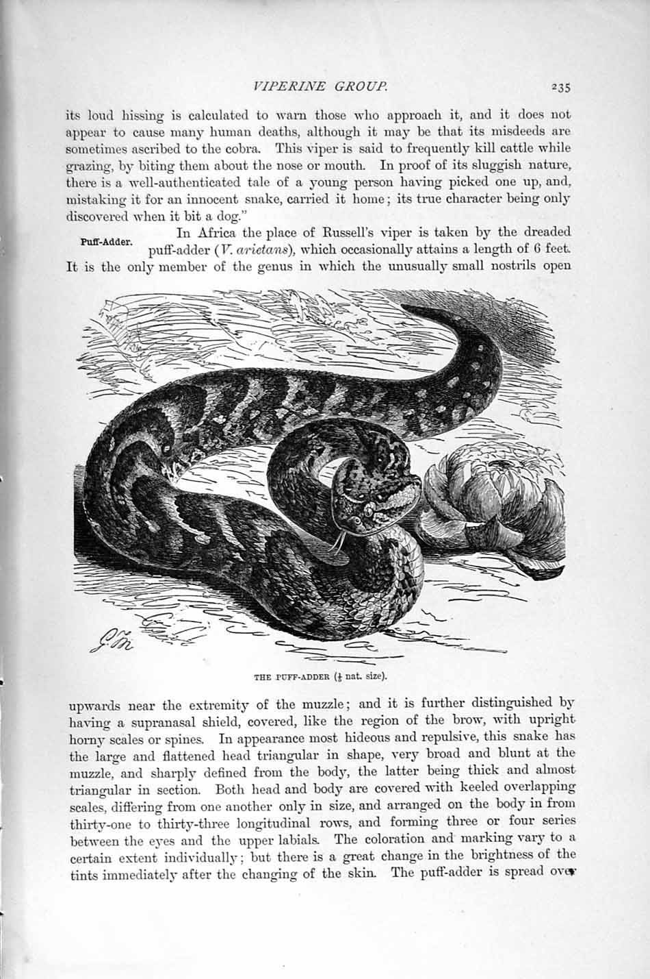 Original Old Antique Print Natural History 1896 Puff Adder Snake Horned Vipers