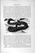 Old Antique Print Natural History 1896 Eja Desert Saw Viper Snake Reptile 19th