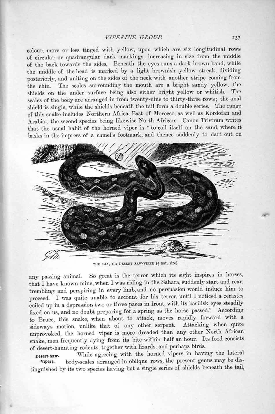 Old Antique Print Natural History 1896 Eja Desert Saw Viper Snake Reptile 19th