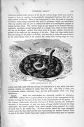 Original Old Antique Print Natural History 1896 Common Rattle-Snake Viperine