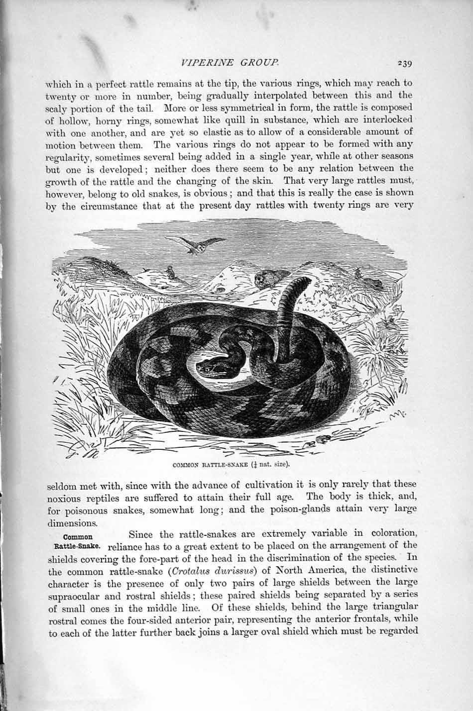 Original Old Antique Print Natural History 1896 Common Rattle-Snake Viperine
