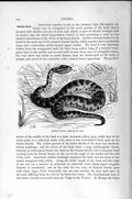 Old Antique Print Natural History 1896 Siberian Halys Viper Snake Reptile 19th
