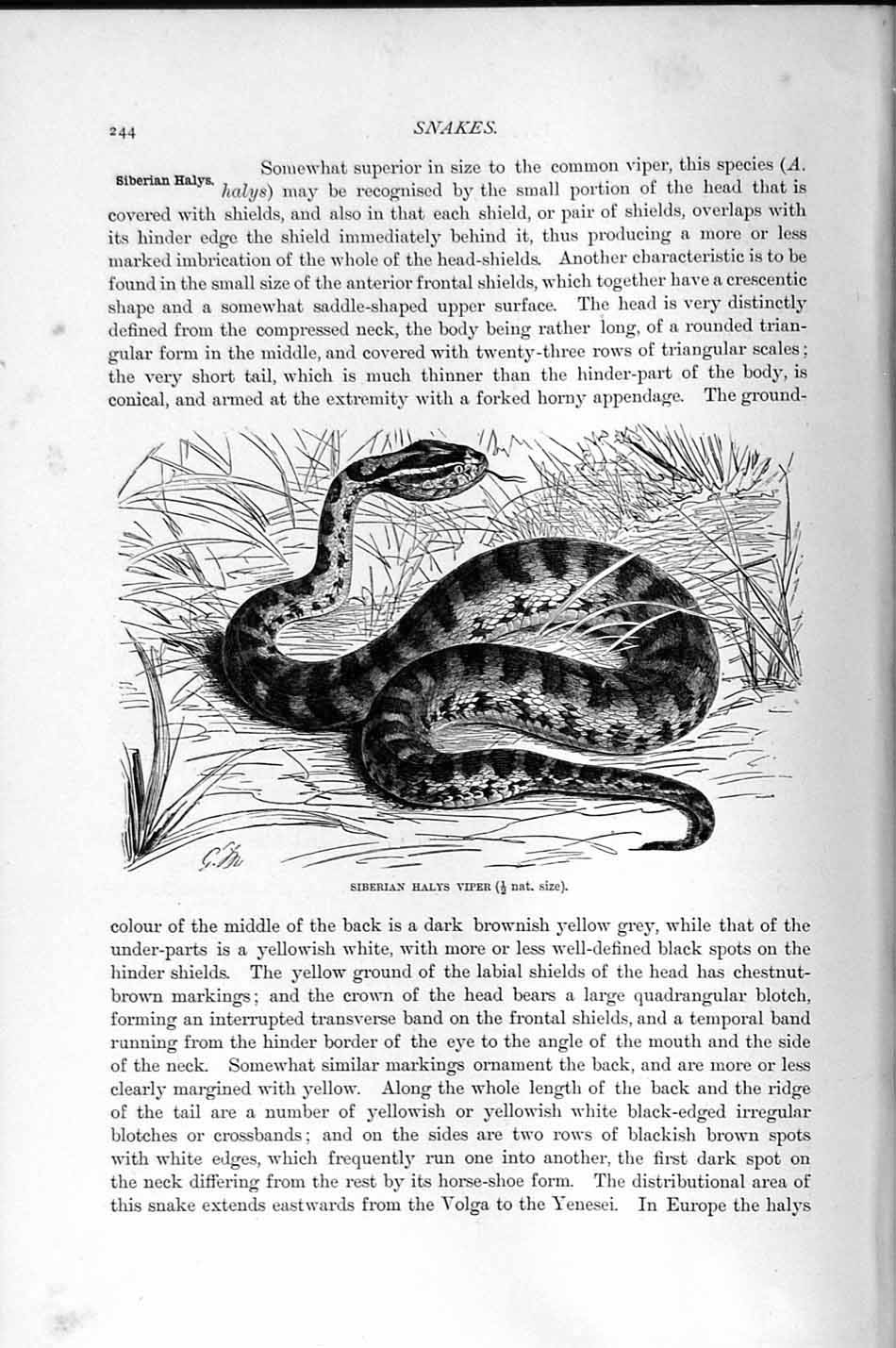 Old Antique Print Natural History 1896 Siberian Halys Viper Snake Reptile 19th