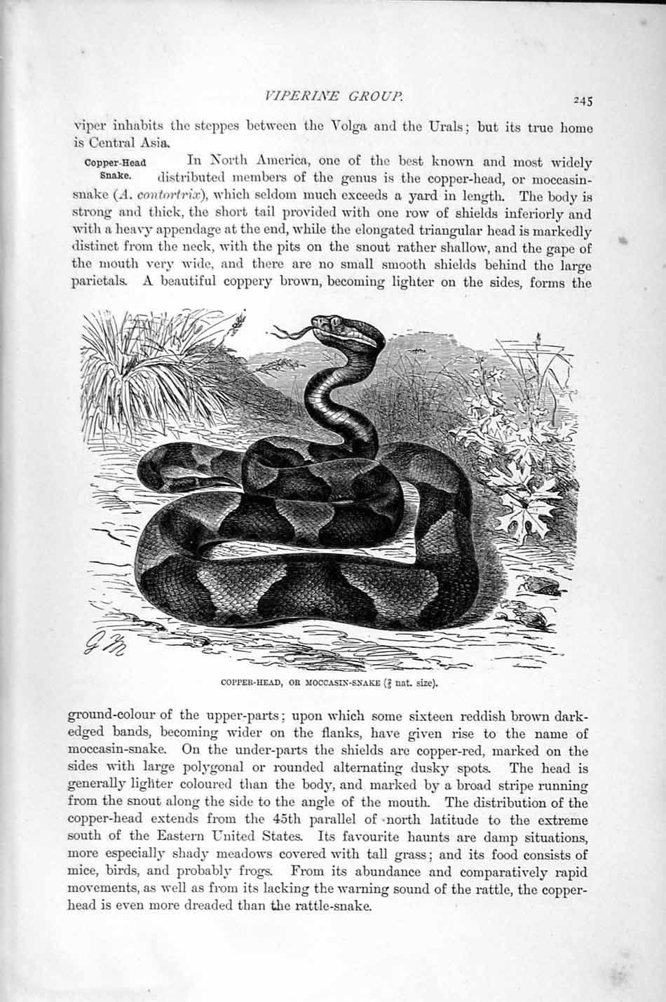 Old Antique Print Natural History 1896 Moccasin Snake Climbing Pit-Viper 19th