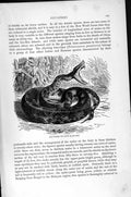 Old Antique Print Natural History 1896 Rat-Tailed Pit-Viper Snake Reptile 19th