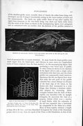 Original Old Antique Print Natural History 1896 Skeleton Fish Lizard Reptile