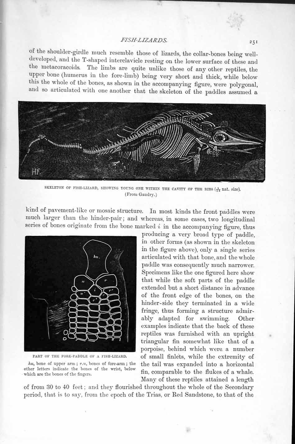 Original Old Antique Print Natural History 1896 Skeleton Fish Lizard Reptile