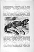 Original Old Antique Print Natural History 1896 New Zealand Tuatera Reptile