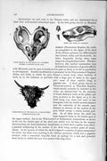 Original Old Antique Print Natural History 1896 Skull Anomodont Teeth Victorian