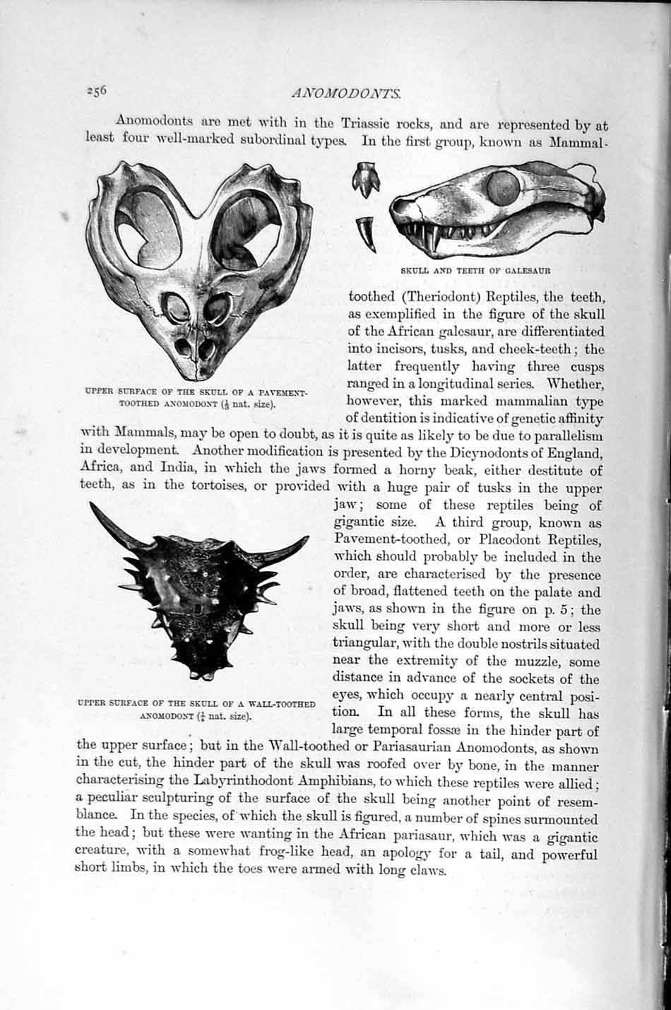 Original Old Antique Print Natural History 1896 Skull Anomodont Teeth Victorian
