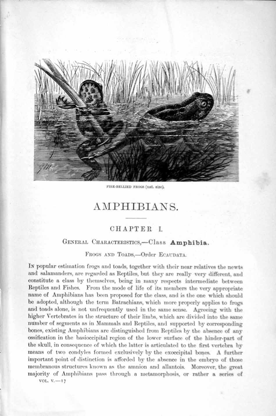 Original Old Antique Print Natural History 1896 Fire-Bellied Frogs Amphibians