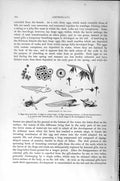 Original Old Antique Print Natural History 1896 Frog Development Eggs Larvae