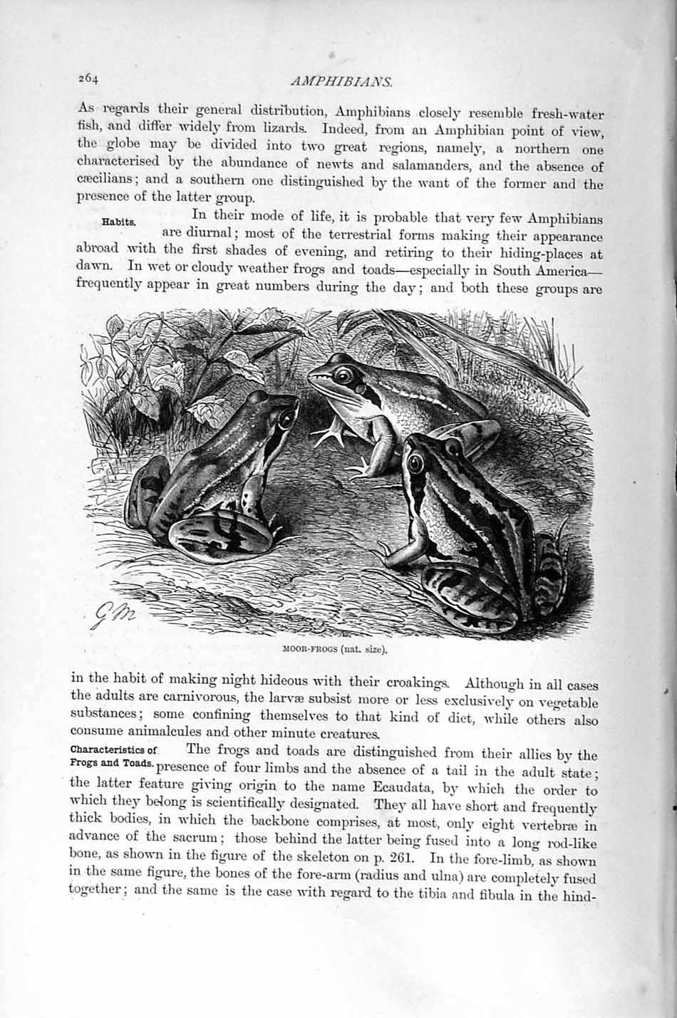 Original Old Antique Print Natural History 1896 Moor Frogs Amphibians Victorian