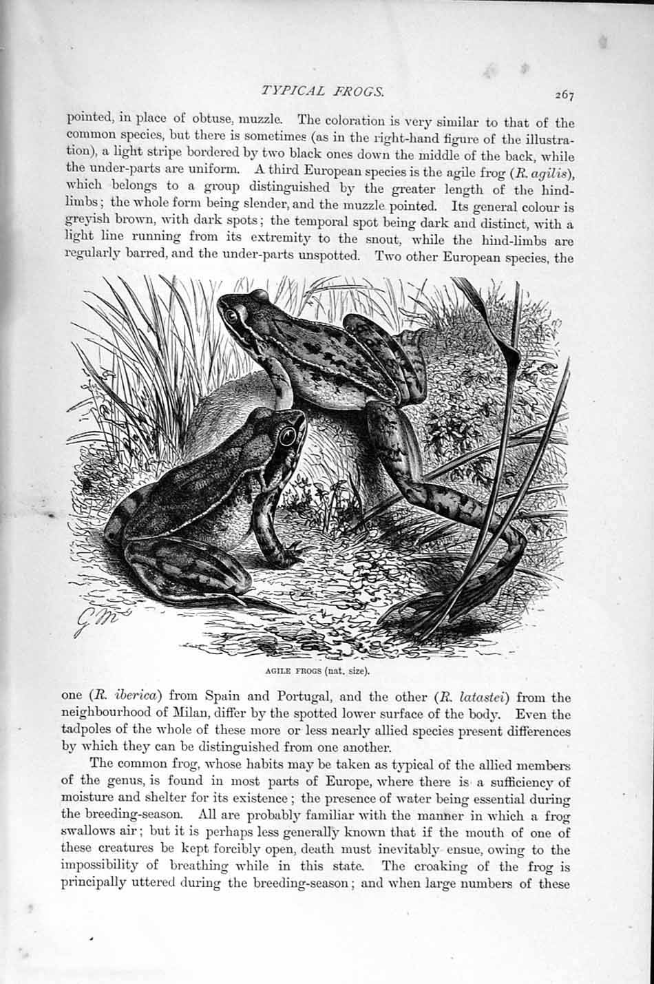 Original Old Antique Print Natural History 1896 European Agile Frogs Victorian