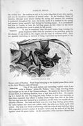Original Old Antique Print Natural History 1896 Tree-Frogs Javan Flying Frog