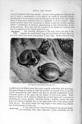 Original Old Antique Print East African Short Headed Frogs Natural History 1896