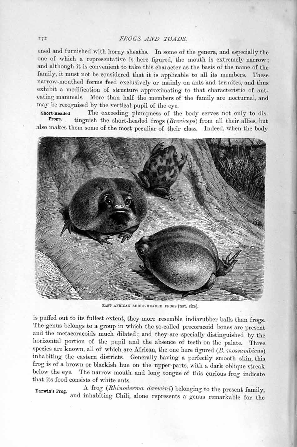 Original Old Antique Print East African Short Headed Frogs Natural History 1896