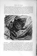 Original Old Antique Print Natural History 1896 Solomon Island Sharp Nosed Frog