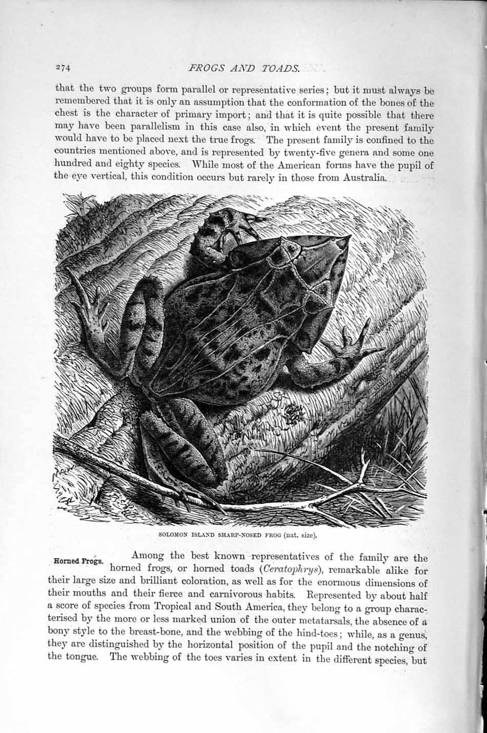 Original Old Antique Print Natural History 1896 Solomon Island Sharp Nosed Frog