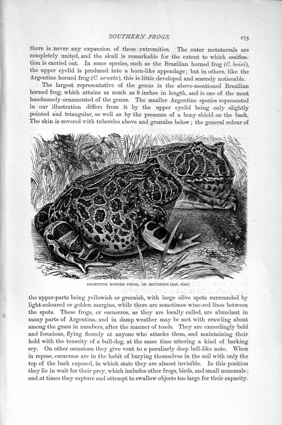Old Antique Print Natural History 1896 Argentine Horned Frogs Escuerzos 19th