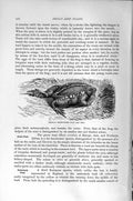 Original Old Antique Print Mexican Sharp Nosed Frog Natural History 1896 19th