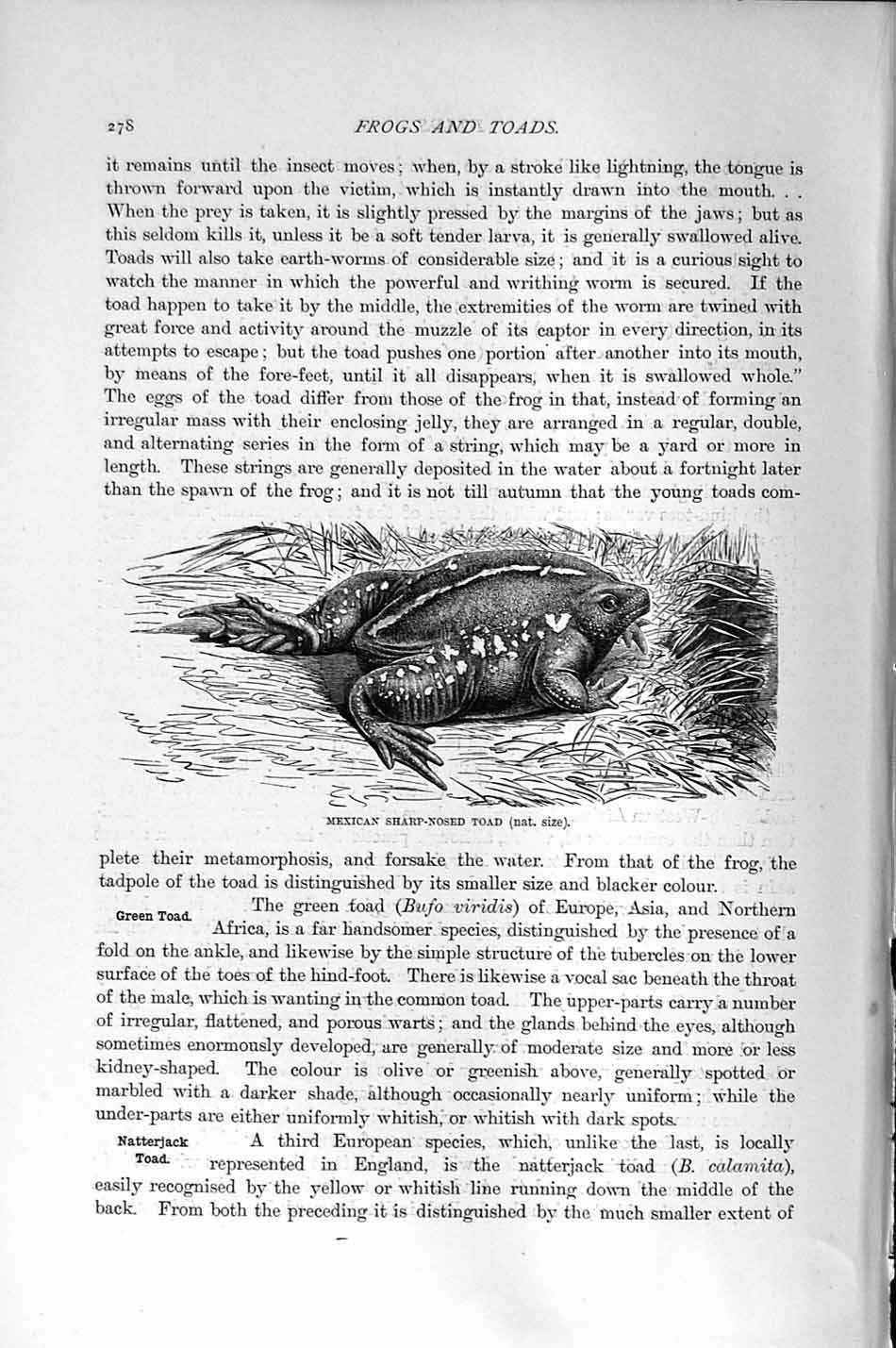 Original Old Antique Print Mexican Sharp Nosed Frog Natural History 1896 19th