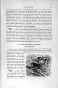 Original Old Antique Print Natural History 1896 Grasshopper Frogs Acrisgryllus