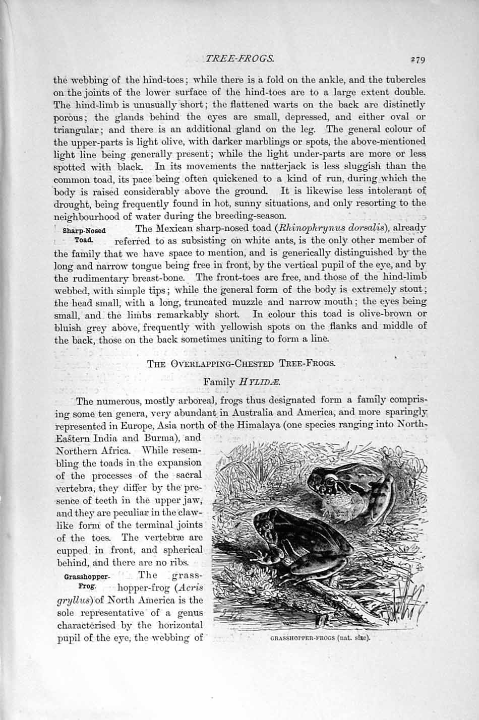 Original Old Antique Print Natural History 1896 Grasshopper Frogs Acrisgryllus