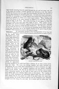 Original Old Antique Print European Tree Frogs Natural History 1896 Victorian
