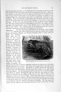 Original Old Antique Print Natural History 1896 Male Midwife-Frog Chains Eggs