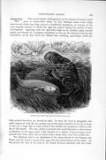 Old Antique Print Natural History 1896 Spur-Toed Frog Tadpole Water-Toad 19th