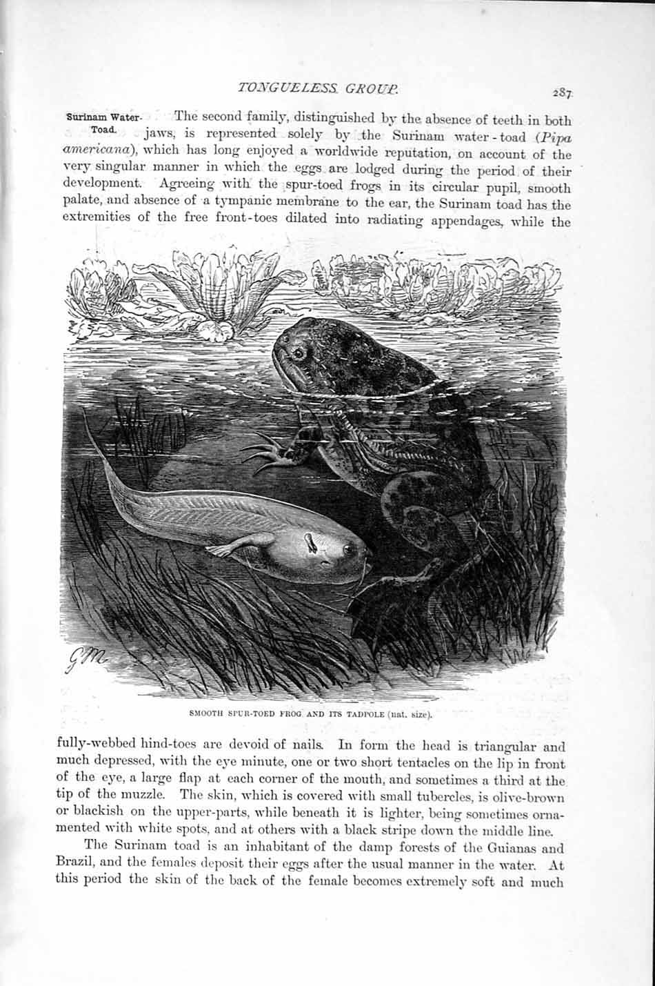 Old Antique Print Natural History 1896 Spur-Toed Frog Tadpole Water-Toad 19th
