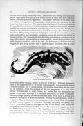 Original Old Antique Print Natural History 1896 Spotted Salamander Reptile 19th