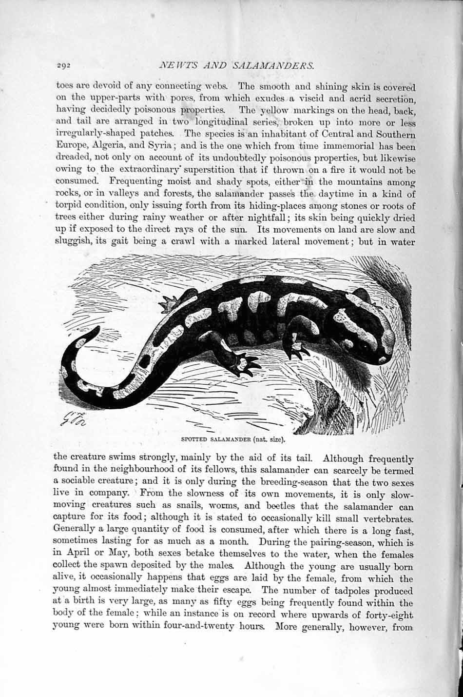 Original Old Antique Print Natural History 1896 Spotted Salamander Reptile 19th