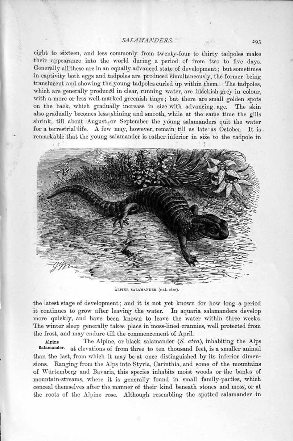 Original Old Antique Print Natural History 1896 Alpine Salamander Atra 19th