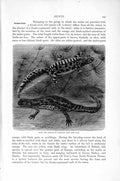 Original Old Antique Print Natural History 1896 Male Female Marbled Newt 19th