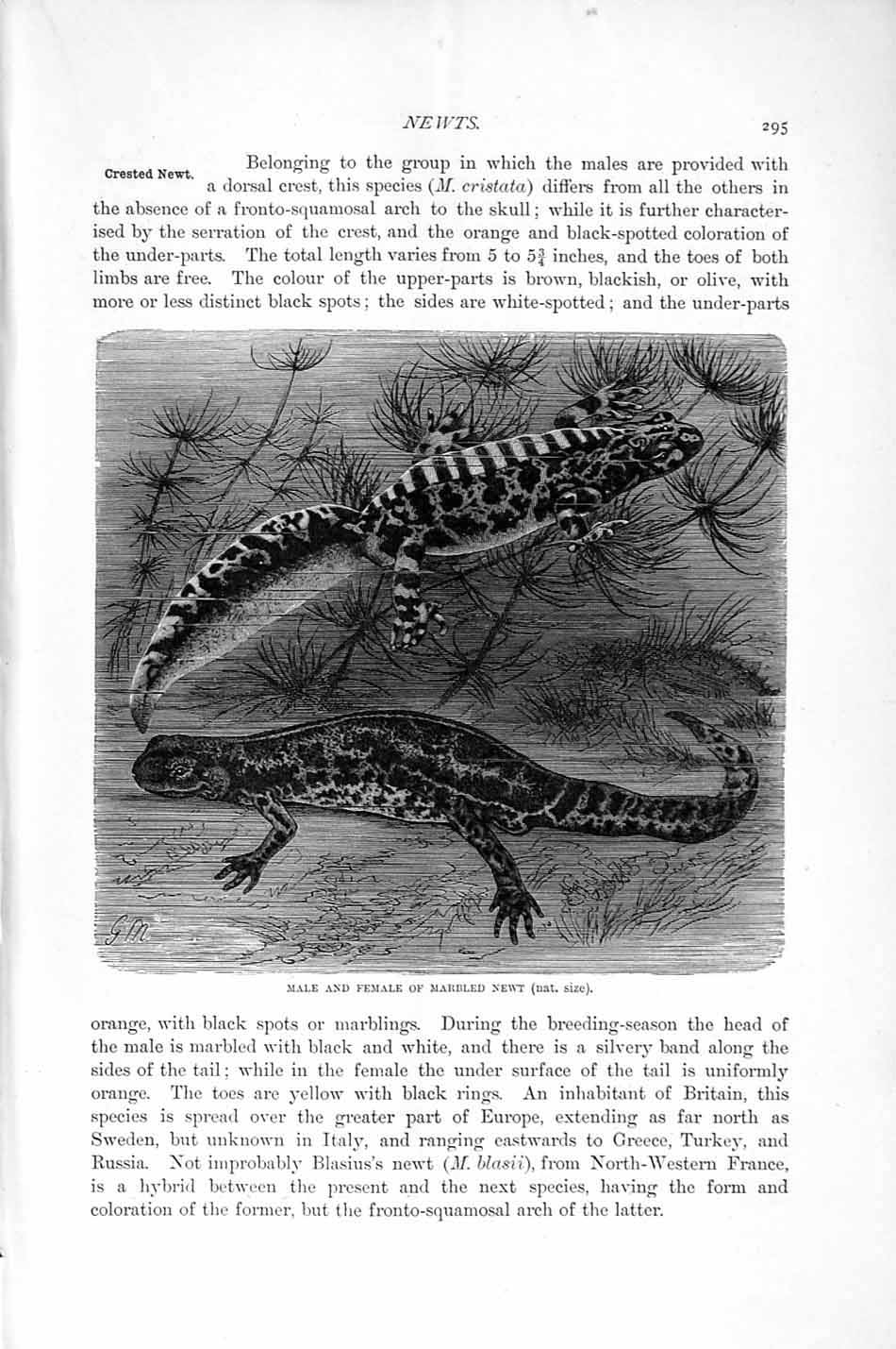 Original Old Antique Print Natural History 1896 Male Female Marbled Newt 19th