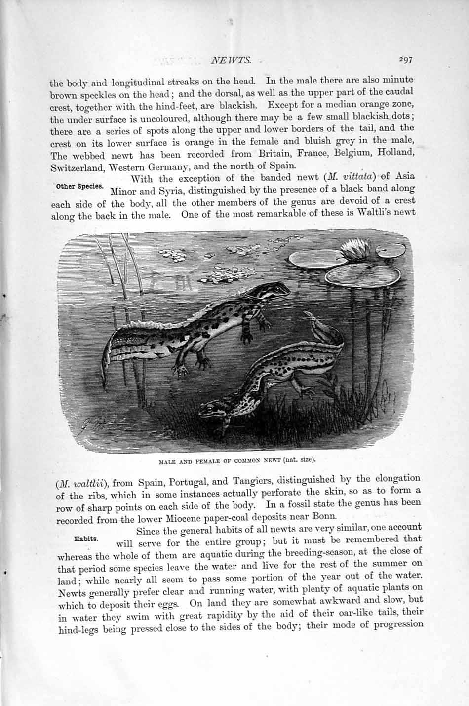 Original Old Antique Print Natural History 1896 Male Female Common Newt Fish